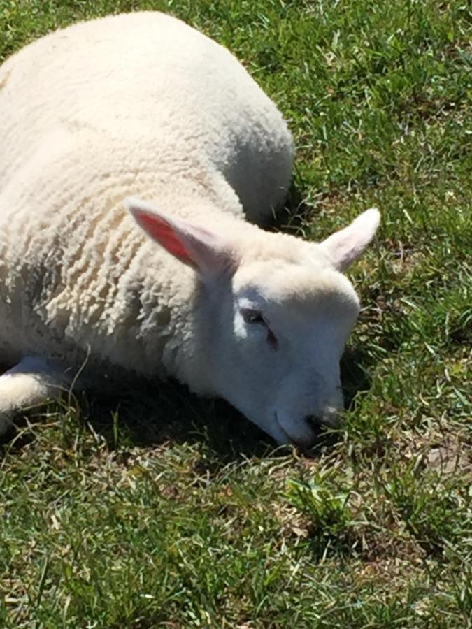 Ferienwohnung Ausguck Jever Exteriör bild